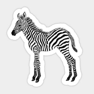 Zebra baby black & white watercolor painted realistic Sticker